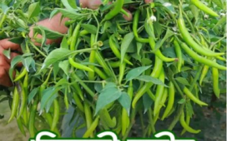 মরিচ বিজলী প্লাস ২০২০