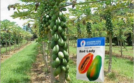 হাইব্রিড পেঁপে চাষ করার পদ্ধতি