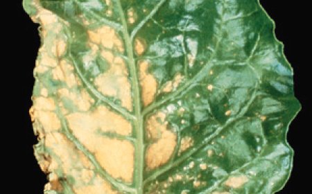 জিংক এর ব্যবহার