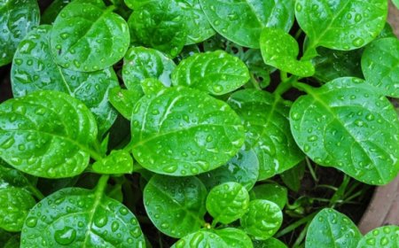 কোন মাসে কী ধরনের শাক-সবজি ও ফল চাষ করবেন