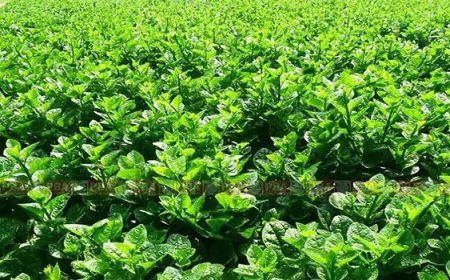 পুইশাক চাষ পদ্ধতি