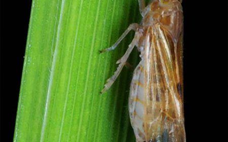 বাদামী গাছ ফড়িং দমন ব্যবস্থাপনা