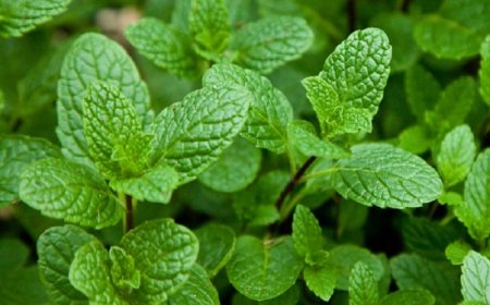 ছাদে পুদিনা পাতা চাষ পদ্ধতি