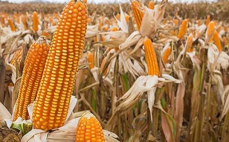 ভুট্টার মোচা পচা রোগে করনীয় কি?