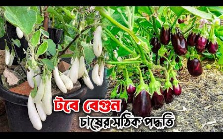 টবে বেগুন চাষ পদ্ধতি
