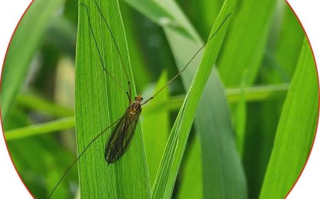ধানের ক্ষতিকর গলমাছি দমন পদ্ধতি