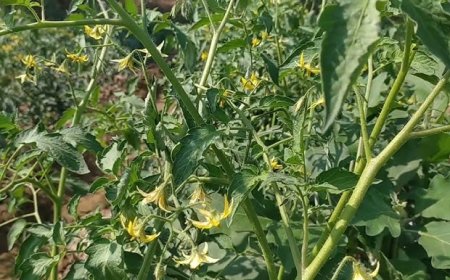 গন্ধক কি, গন্ধক গাছে কেন ব্যবহার করা হয়?