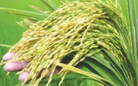 বোরো ধান আবাদে শতকে ও বিঘায় সারের পরিমানঃ