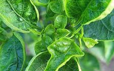 মরিচ গাছের পাতা কুঁকড়ে যাওয়া থেকে রক্ষা করার উপায়।