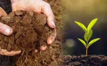 জার্মিনেশন করার সবচেয়ে সহজ পদ্ধতি