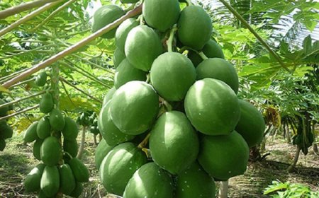 পেঁপে চাষ পদ্ধতি