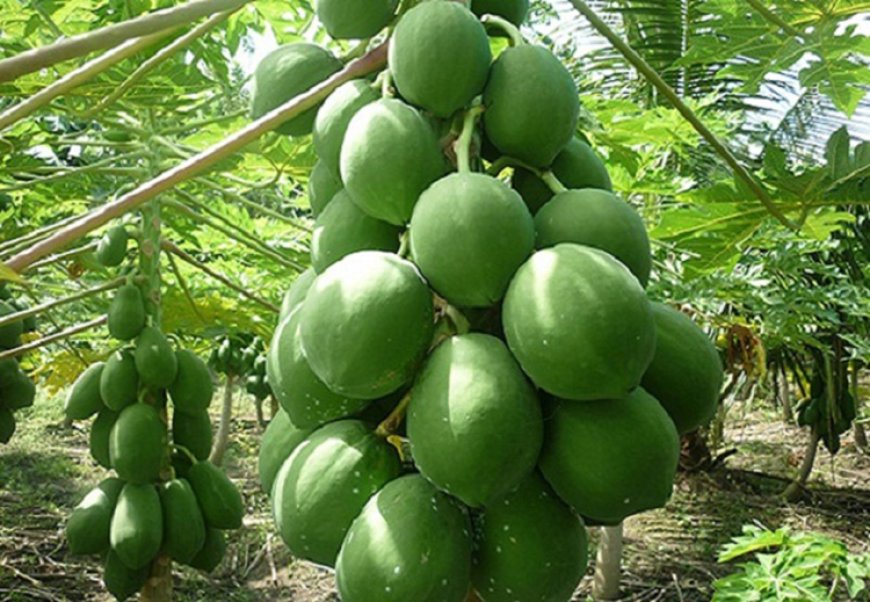 পেঁপে চাষ পদ্ধতি
