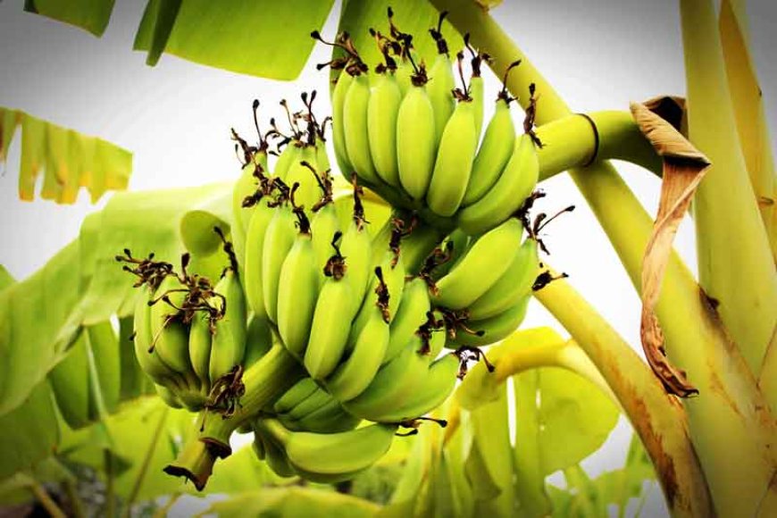 সাগর কলা চাষ: বিস্তারিত নির্দেশিকা