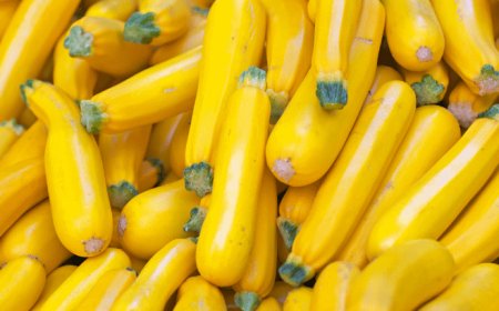 স্কোয়াশ সম্পর্কে বিস্তারিত আলোচনা