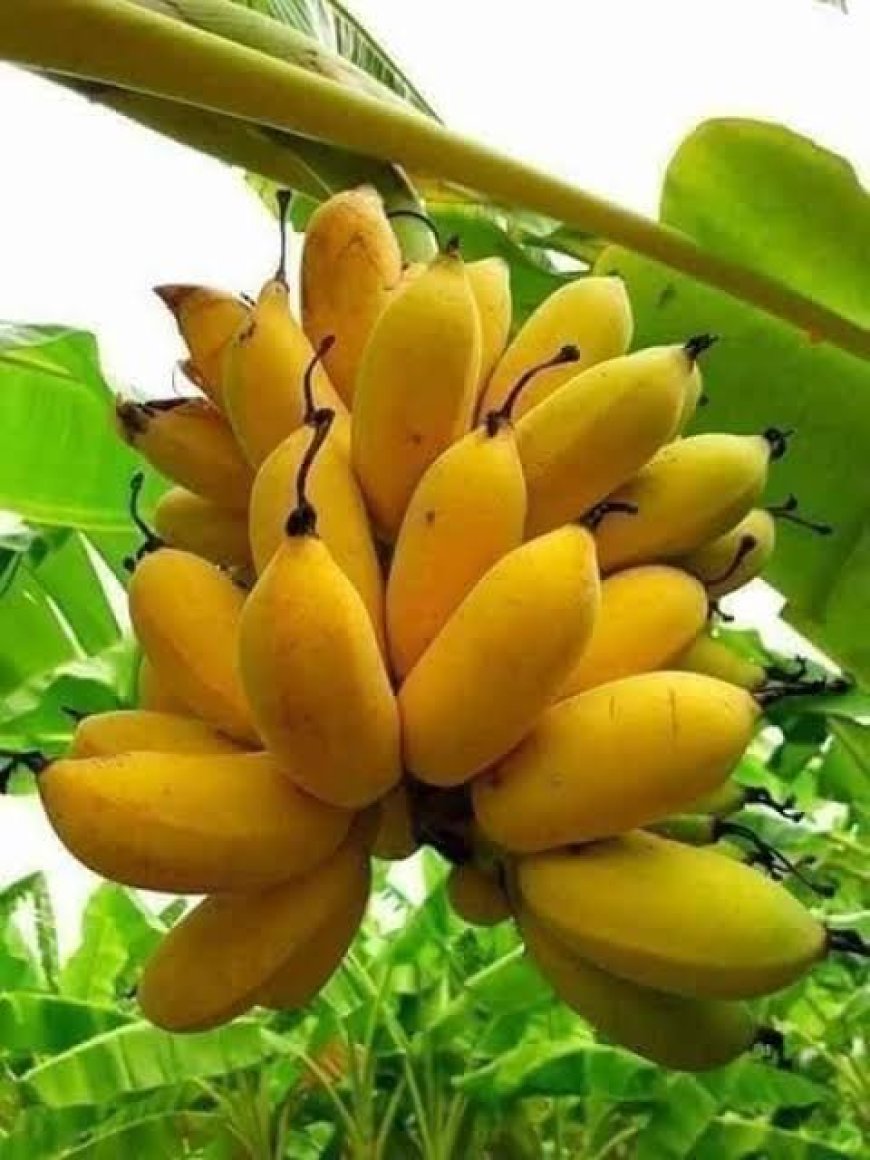 সবরি কলা মিষ্টি স্বাদ আর পুষ্টির সেরা সমন্বয়