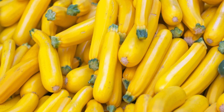 স্কোয়াশ সম্পর্কে বিস্তারিত আলোচনা