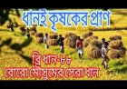 ব্রি ধান ৮৮