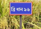 ব্রি ধান ৯৬