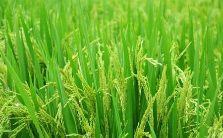 ব্রি ধান ২৮