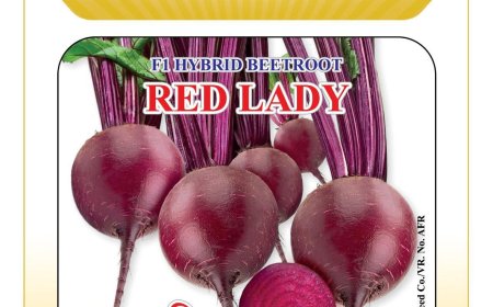 রেড লেডি - মল্লিকা সীড কোম্পানি