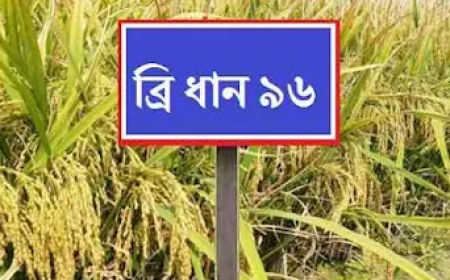 ব্রি ধান ৯৬