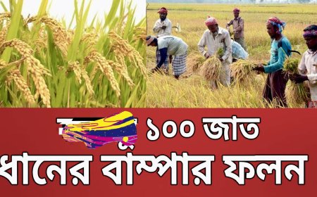 ব্রি ধান ১০০