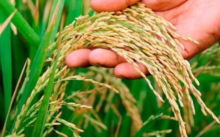 ব্রি ধান ৮১