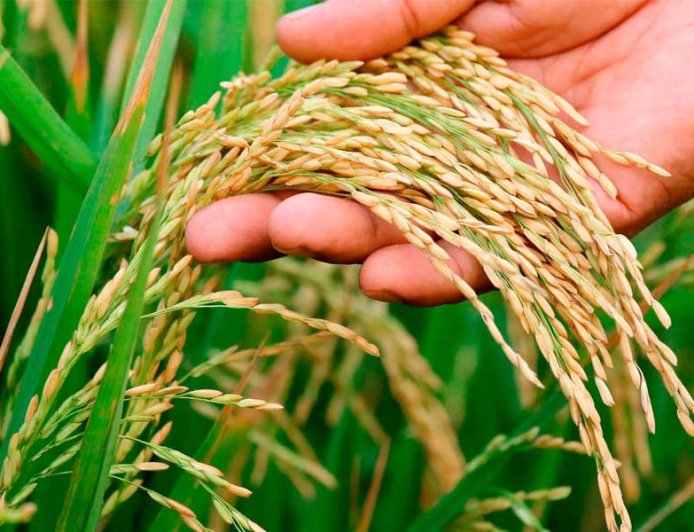 ব্রি ধান ৮৬