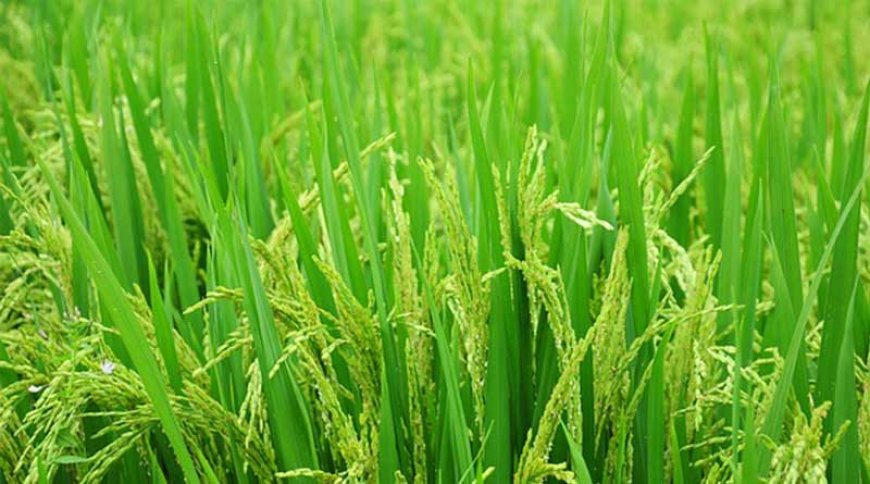 ব্রি ধান ২৮