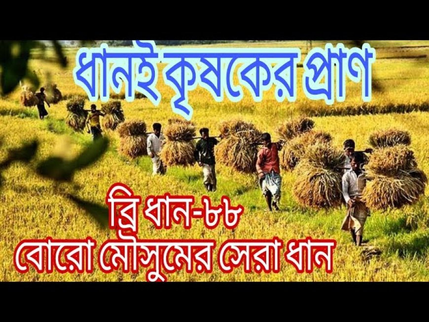 ব্রি ধান ৮৮