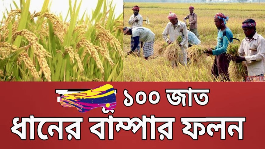 ব্রি ধান ১০০