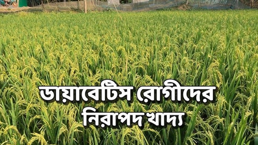 ব্রি ধান ১০৫