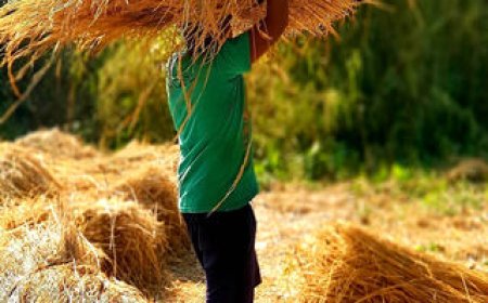 ব্রি ধান ৮১