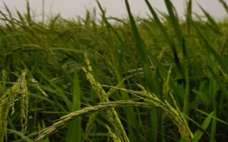 ব্রি ধান ৮৬