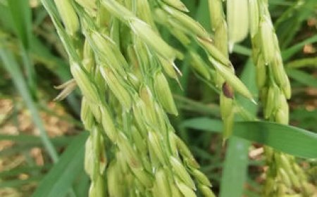 ব্রি ধান ১০২