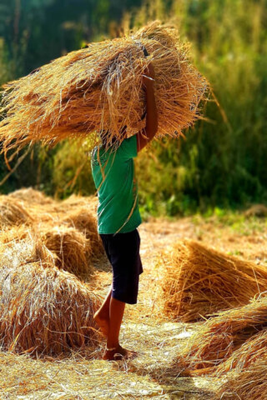 ব্রি ধান ৮১