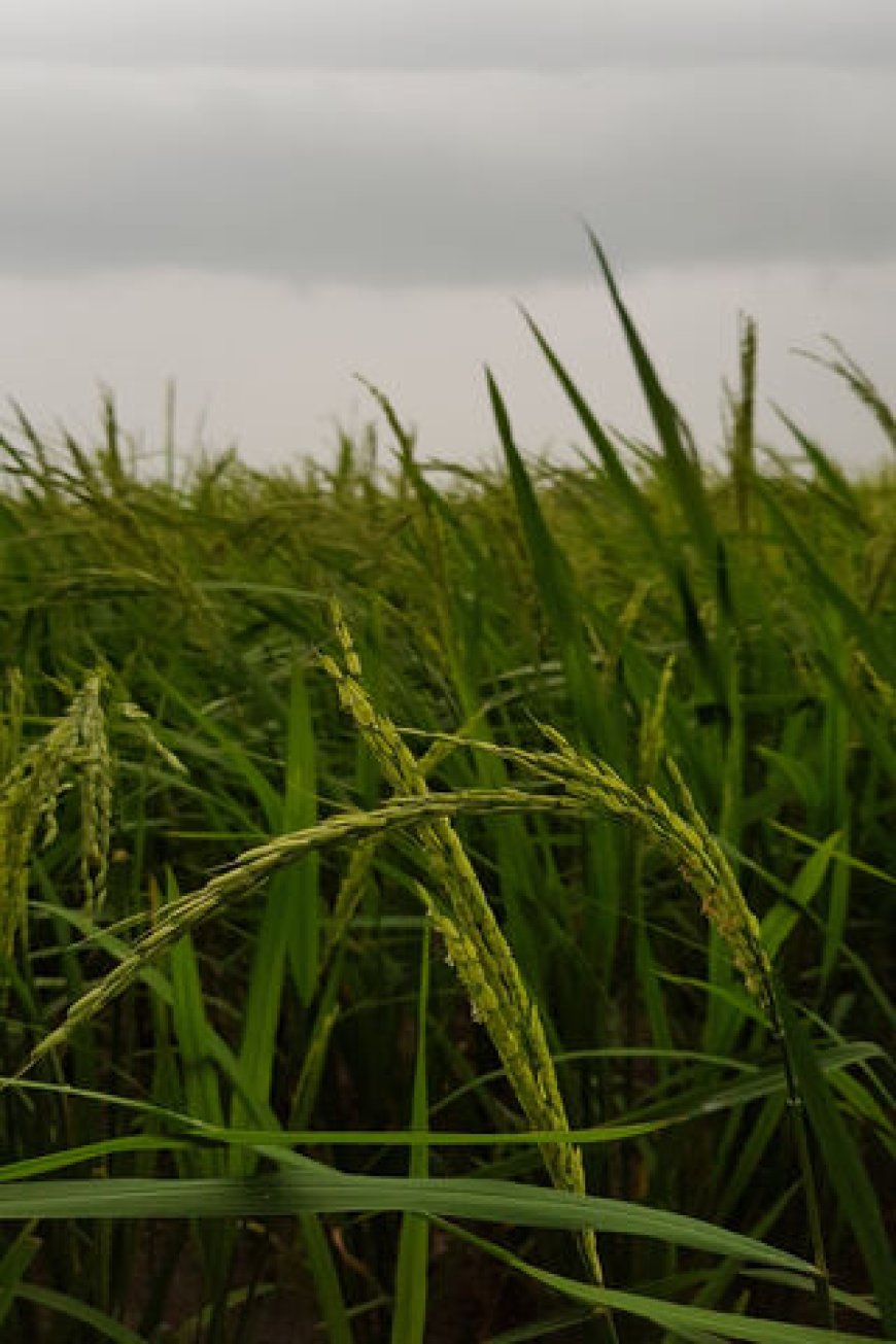 ব্রি ধান ৮৬