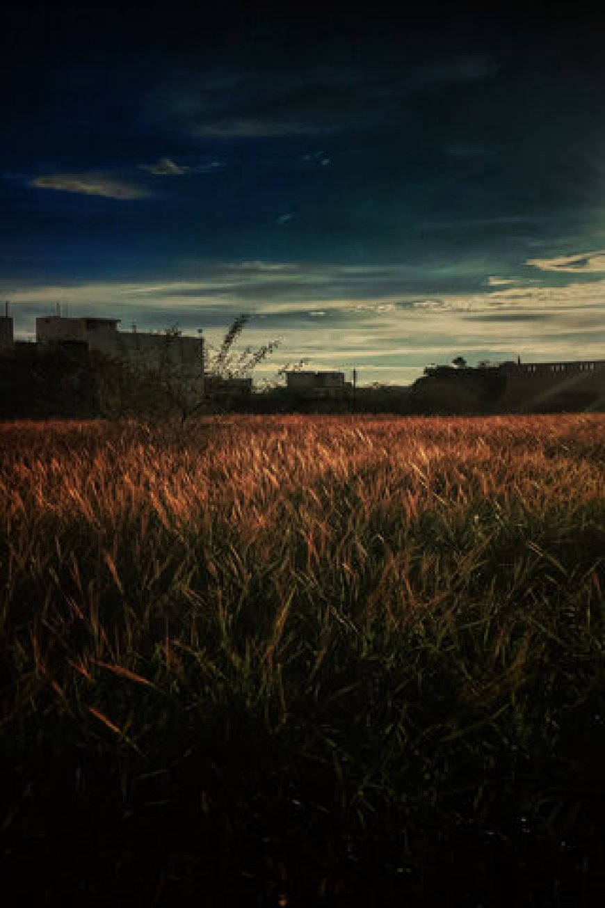 ব্রি ধান ১০৪