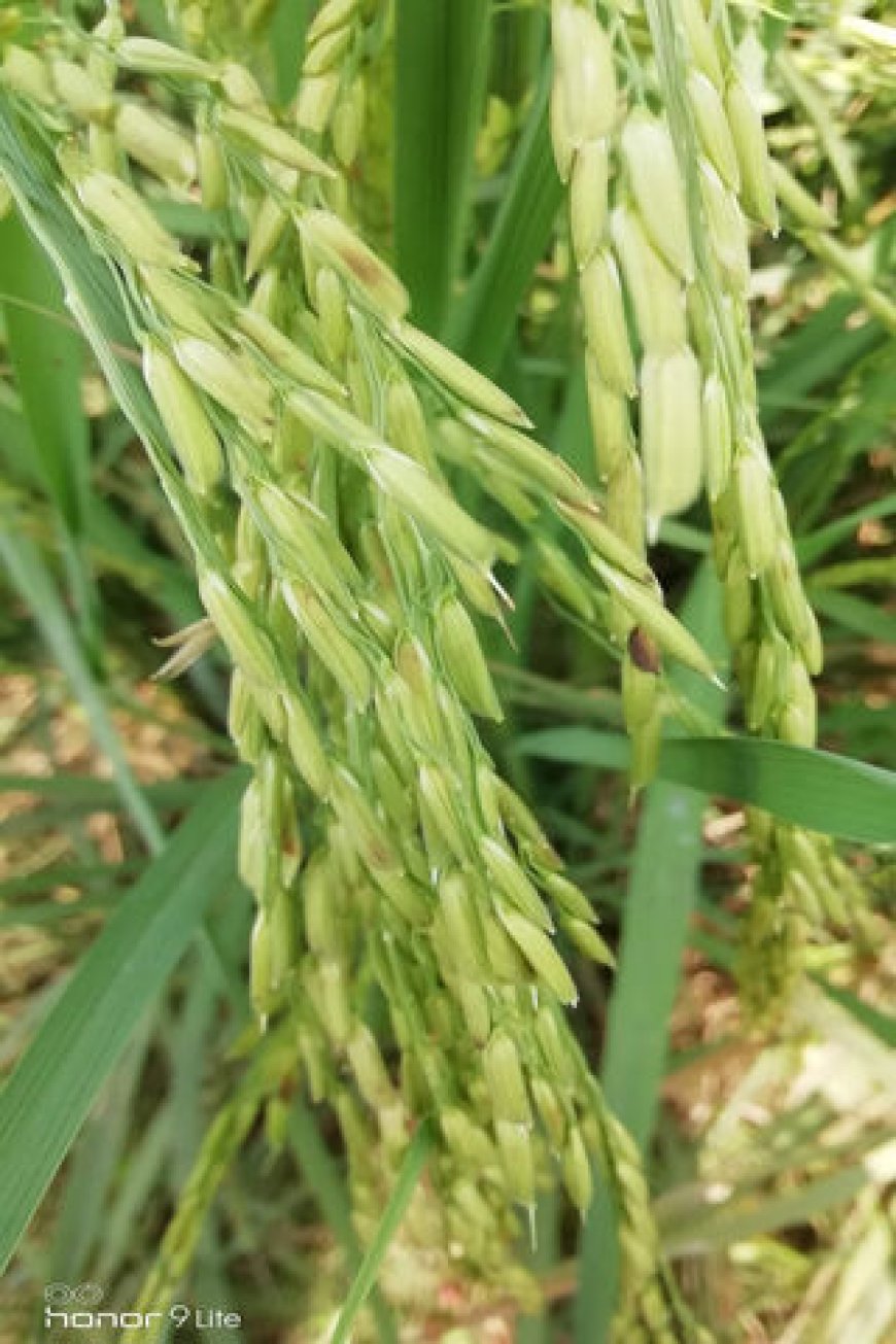 ব্রি ধান ১০২