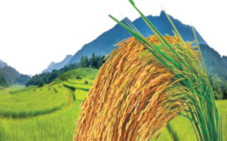 ব্রি ধান ৮৯