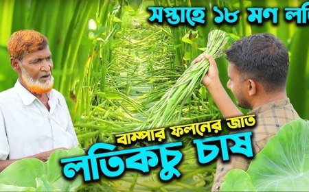 লতিকচু চাষ: অল্প পুঁজিতে লাভজনক কৃষির নতুন আলো।