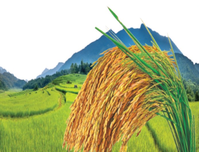 ব্রি ধান ৮৯