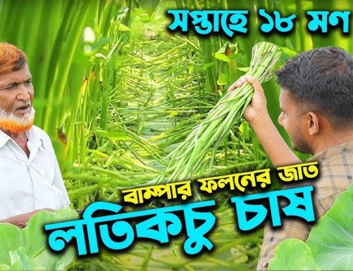 লতিকচু চাষ: অল্প পুঁজিতে লাভজনক কৃষির নতুন আলো।