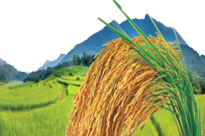 ব্রি ধান ৮৯