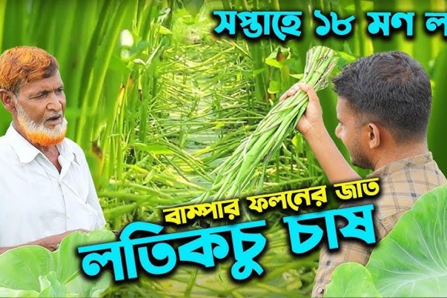 লতিকচু চাষ: অল্প পুঁজিতে লাভজনক কৃষির নতুন আলো।