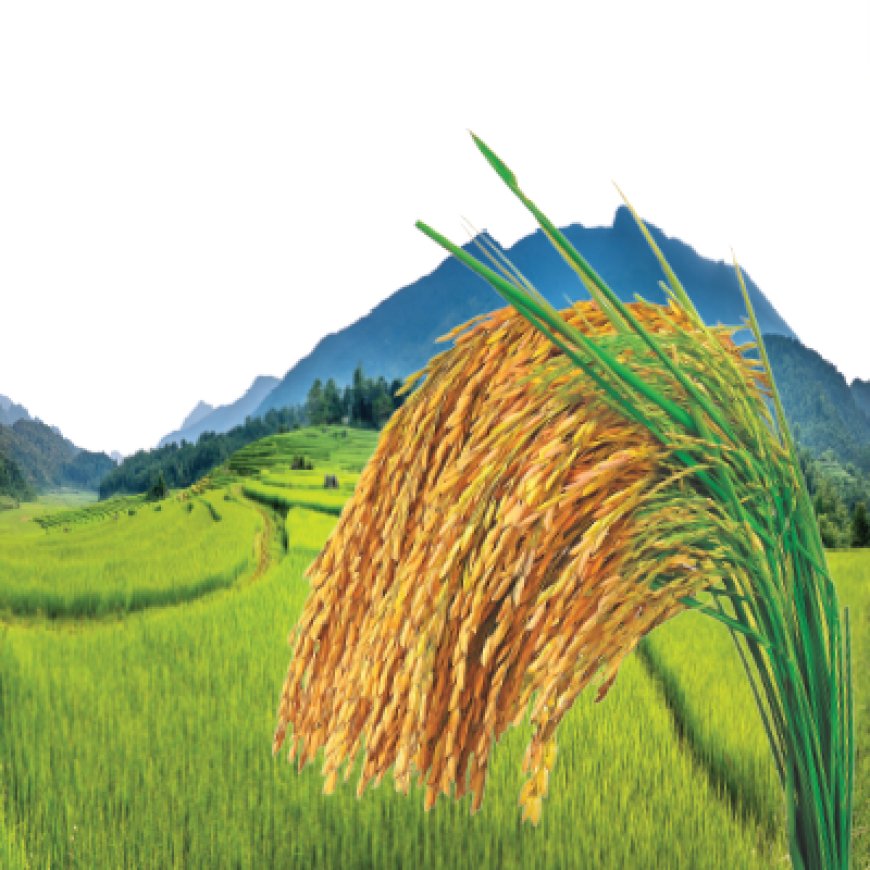 ব্রি ধান ৮৯