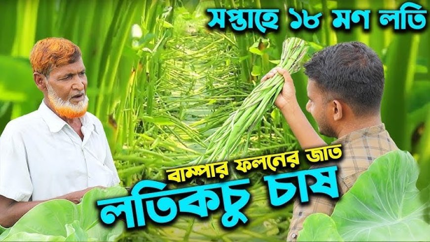 লতিকচু চাষ: অল্প পুঁজিতে লাভজনক কৃষির নতুন আলো।