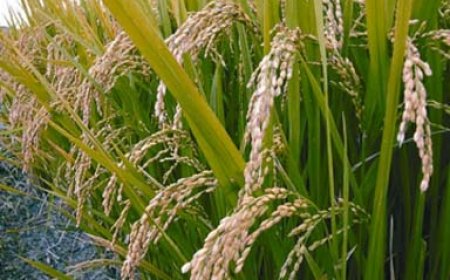 ব্রি ধান ৩৯