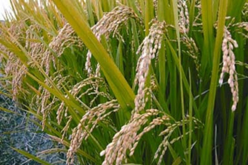 ব্রি ধান ৩৯