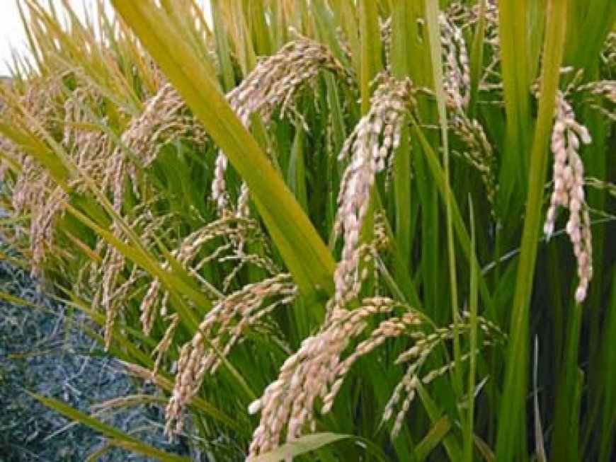 ব্রি ধান ৩৯